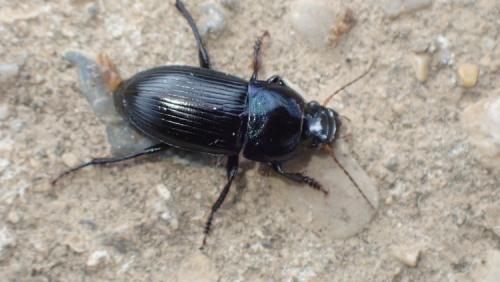 Réf. 285 141 : Harpalus dimidiatus